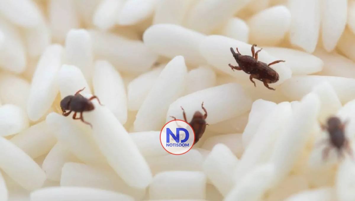 Gorgojos en la cocina: cómo prevenir y eliminar esta molesta plaga