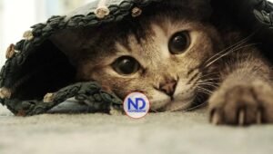 ¿Qué significan los sonidos que emite un gato? Un vistazo al lenguaje felino