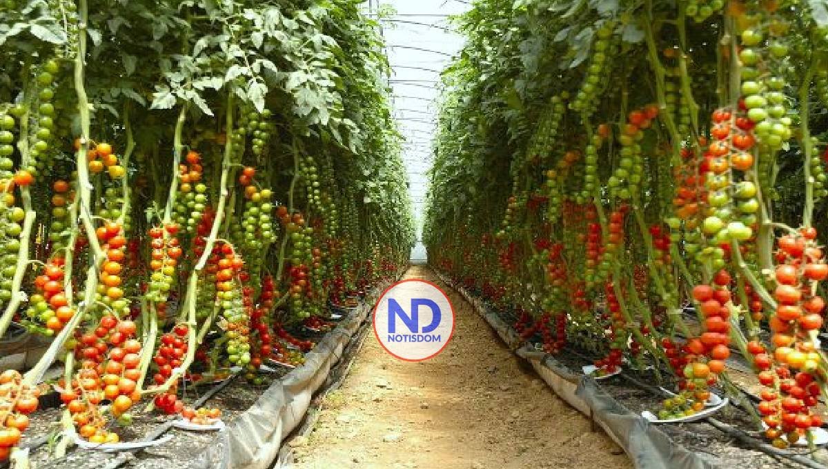 Ministerio Agricultura anuncia récord producción de vegetales