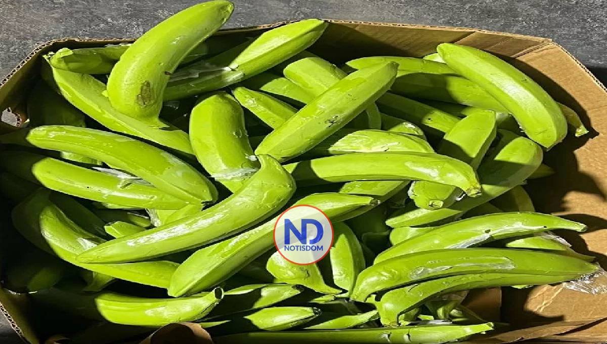 Incautan droga en guineos de cerámica en Puerto Manzanillo