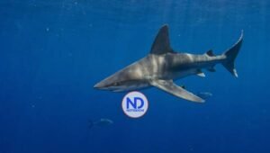 Muere una adolescente tras ataque de un tiburón