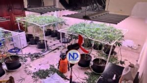 Autoridades descubren vivero marihuana en casa de La Vega