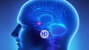 Demuestran que la melatonina restablece las fibras alteradas por la obesidad y la diabetes