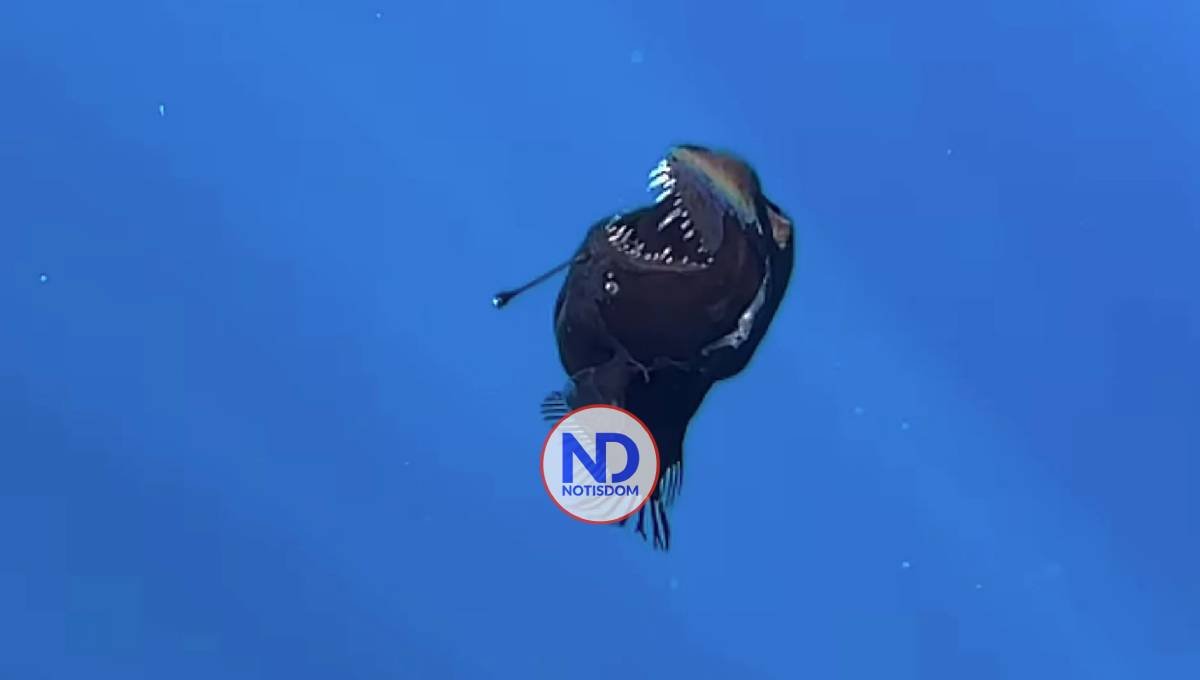 ¿Cuánto mide realmente el pez diablo?