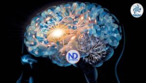 Un estudio muestra cómo las neuronas se organizan para almacenar los recuerdos