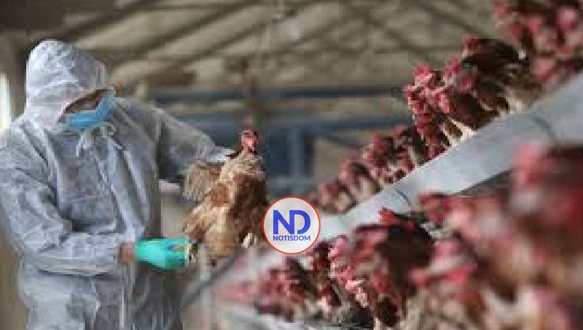 FAO recomienda medidas por reaparición de influenza aviar en América Latina y el Caribe 2 FAO recomienda medidas por reaparición de influenza aviar en América Latina y el Caribe