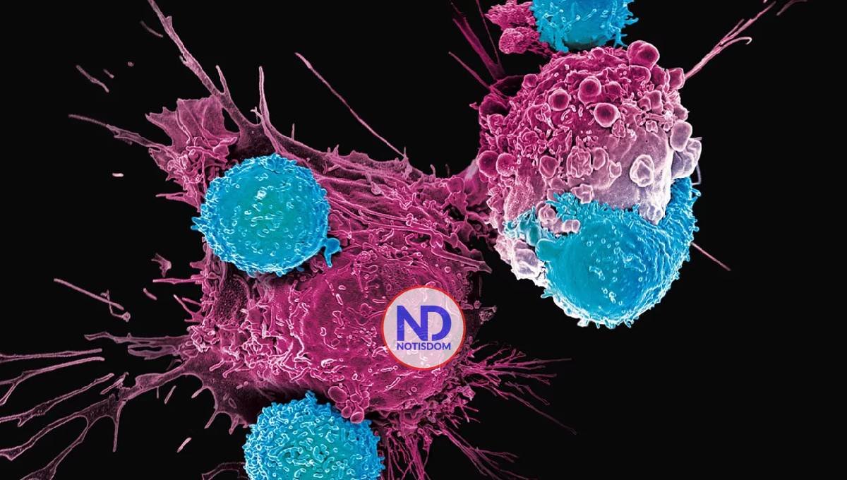 Una nueva modificación de células inmunitarias mejora su capacidad para atacar tumores