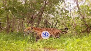 Algoritmos e IA para proteger una «guardería de jaguares» en el sureste de México