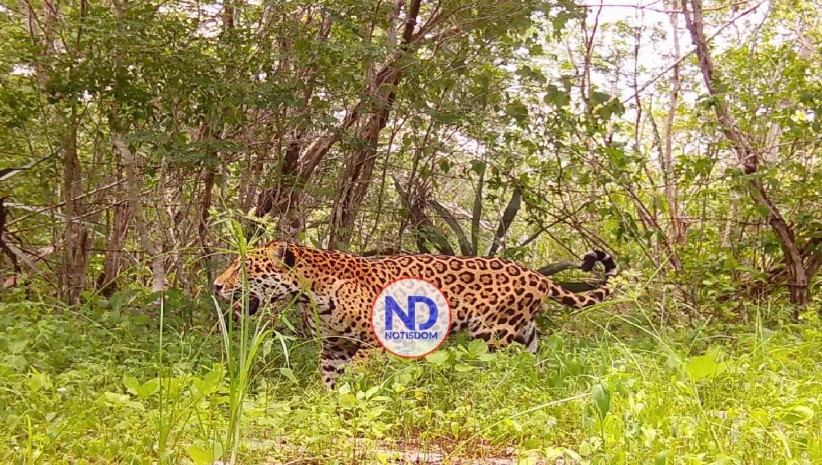 Algoritmos e IA para proteger una «guardería de jaguares» en el sureste de México