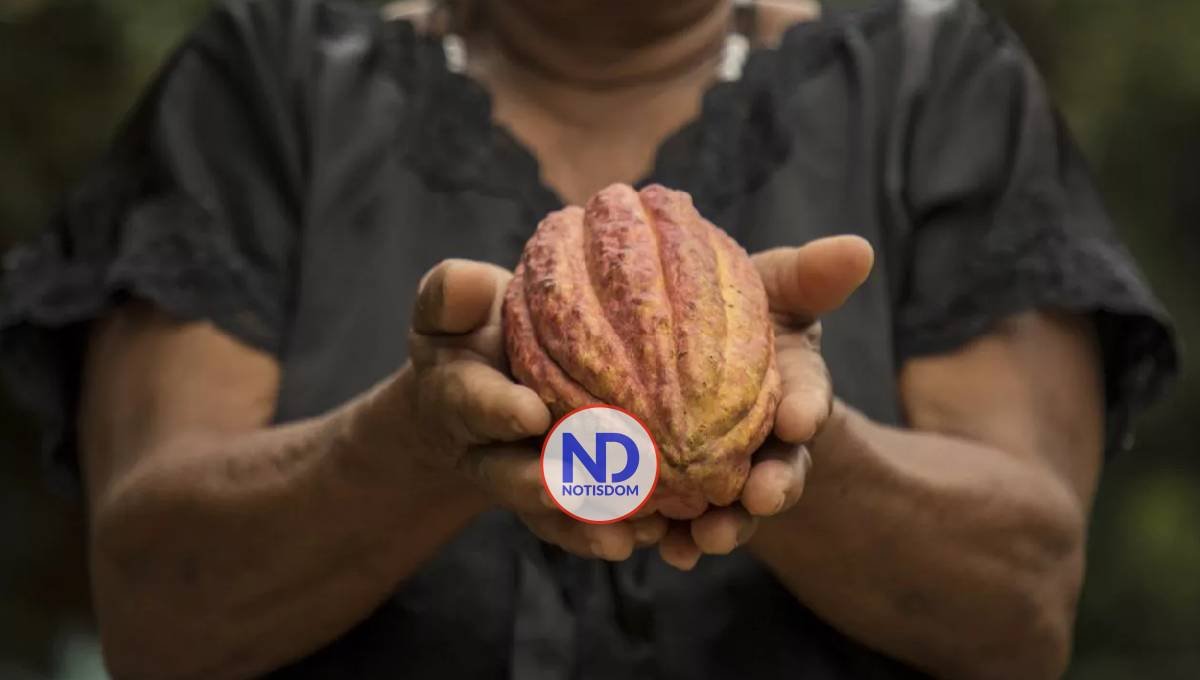 Cacao dominicano impulsa crecimiento exportaciones hacia España en 2024 2 Cacao dominicano impulsa crecimiento exportaciones hacia España en 2024