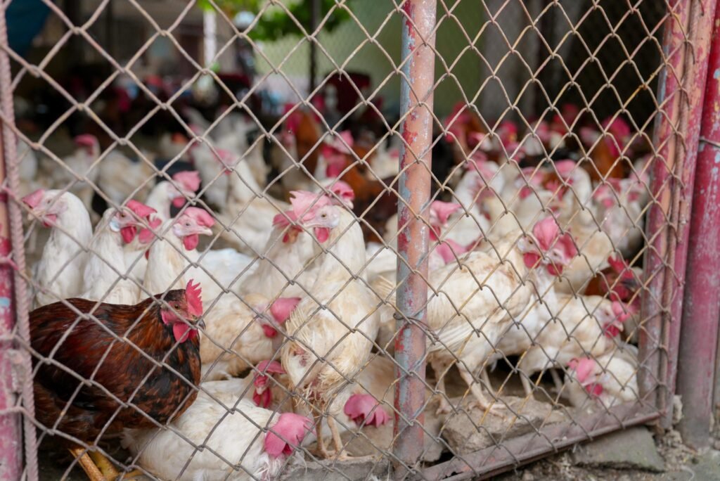 Garantizan abasto nacional con más de cinco millones de libras de pollo 3 Pollos 1 Garantizan abasto nacional con más de cinco millones de libras de pollo