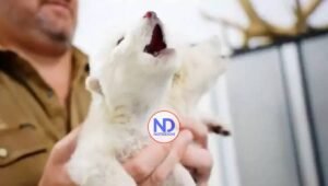 Reviven al lobo huargo de la Casa Stark en serie Juego de Tronos, extinto hace 13.000 años