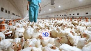 Al menos 21 países o bloques suspendieron las compras de pollo de Brasil por gripe aviar