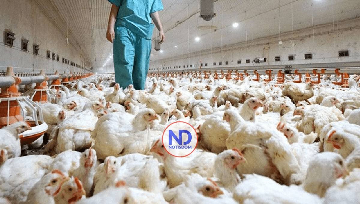 RD suspende compra de pollo a Brasil por gripe aviar