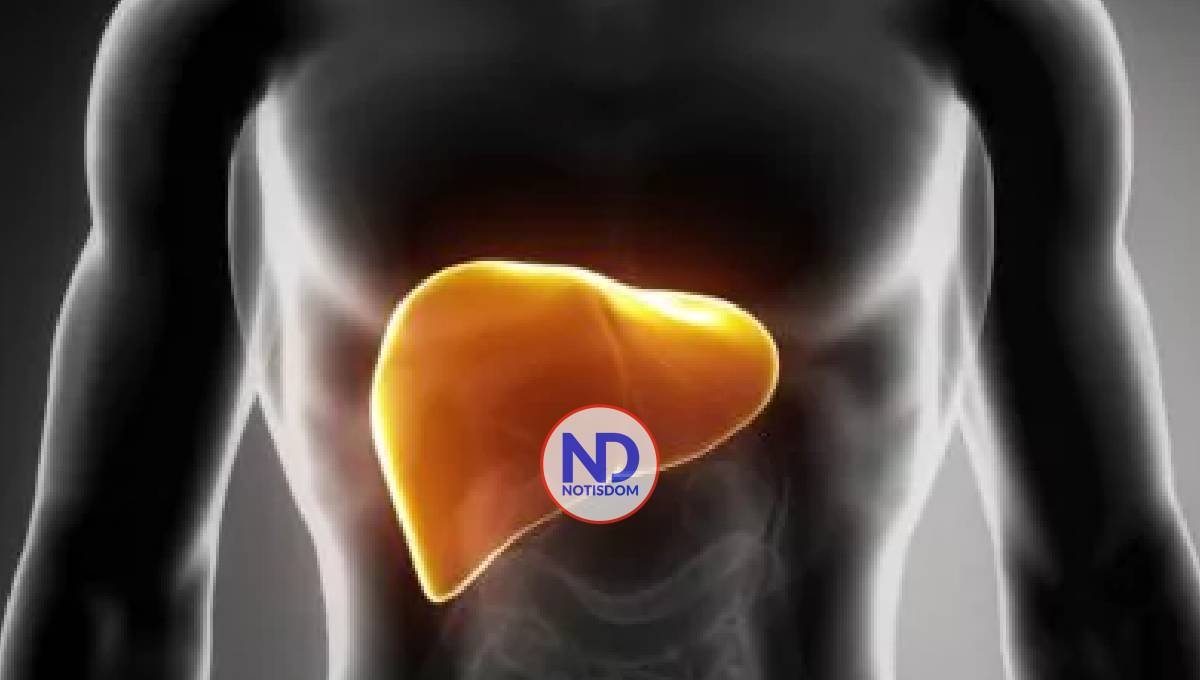 ¿Qué es la proteína albúmina y cuál es su función?