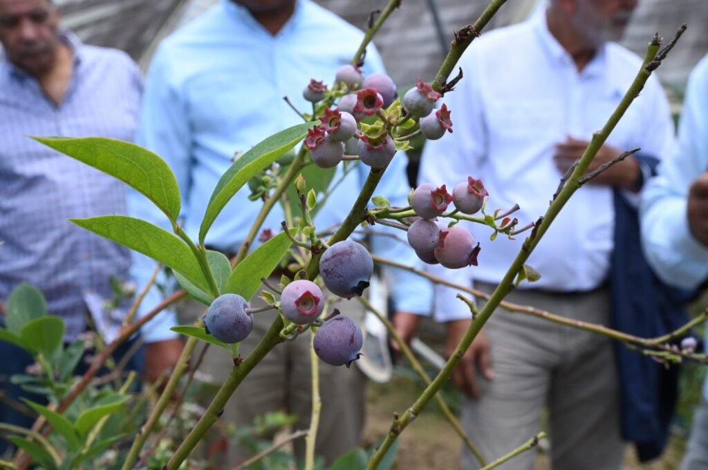 LIMBER CRUZ 32 Ministro Limber Cruz formaliza inicio siembra de frutas en Constanza
