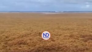 Gran afluencia de sargazo llega a las costas de la península de Samaná