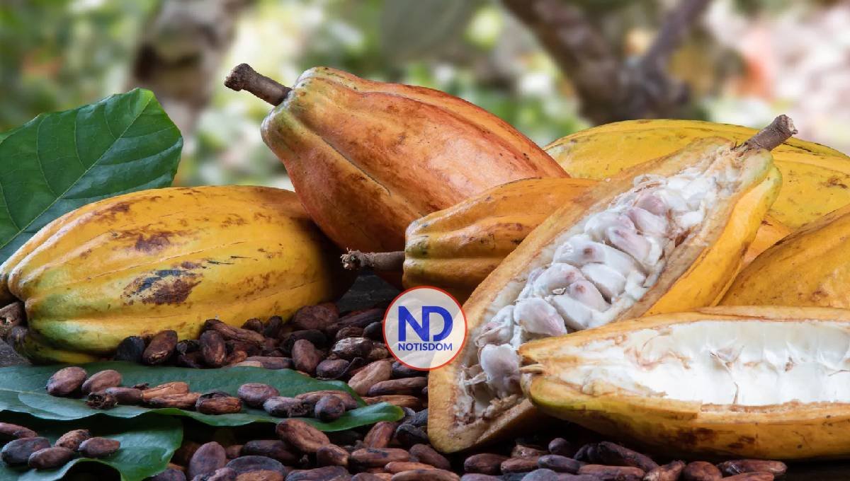 Mujeres de Peralvillo transforman el cacao en emprendimiento familiar con proyección internacional 2 Mujeres de Peralvillo transforman el cacao en emprendimiento familiar con proyección internacional