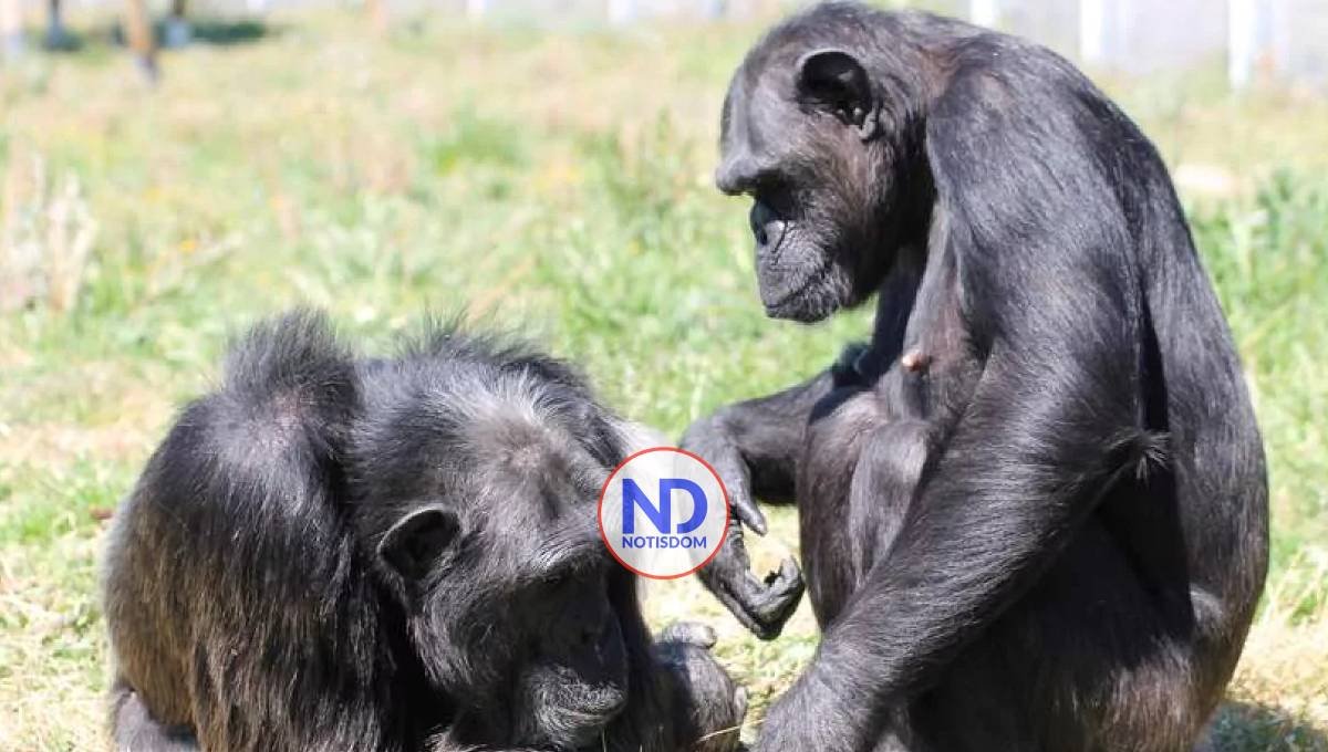 Los machos alfa son raros entre los primates, según estudio