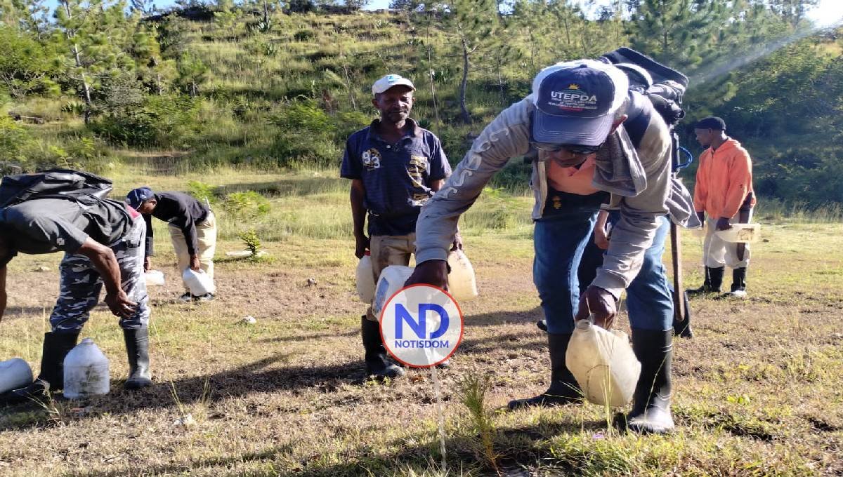 Utepda mantiene viva plantaciones de pino criollo ante sequía en Elías Piña