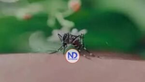 OMS pide medidas para evitar una expansión del virus chikungunya tras brotes en el Índico