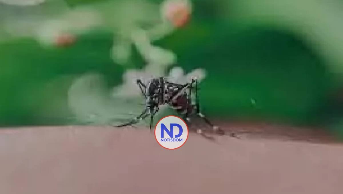 OMS pide medidas para evitar una expansión del virus chikungunya tras brotes en el Índico