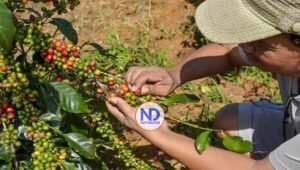 ¿Puede la República Dominicana beneficiarse de los aranceles del 50 % a Brasil sobre el café?