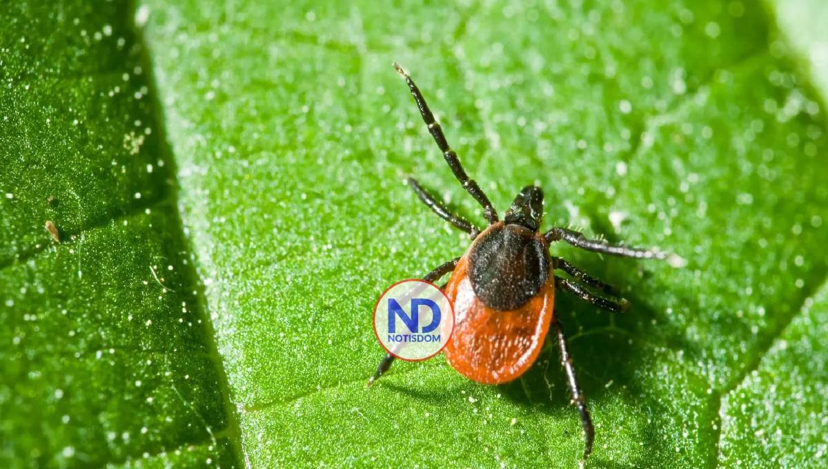 ¿Qué es la enfermedad de Lyme y cómo prevenirla?