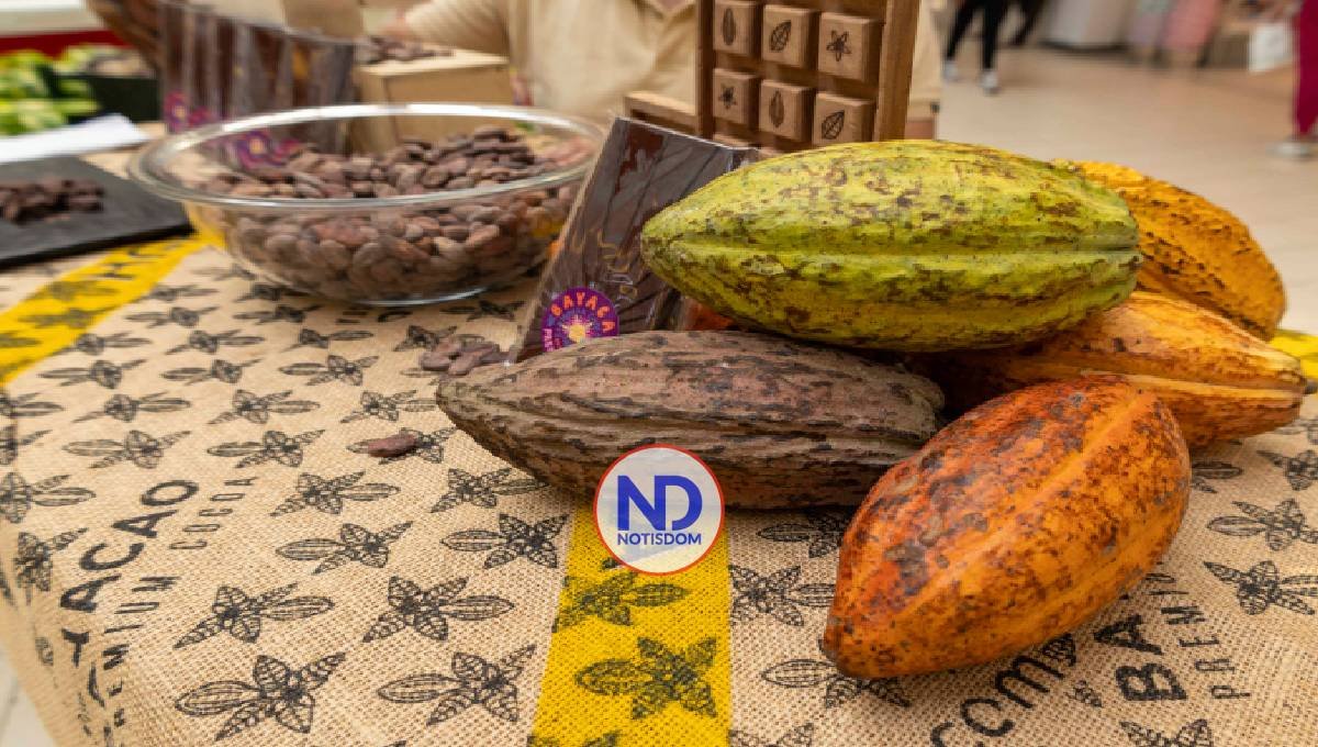 El cacao dominicano enfrenta nuevos retos en el mercado europeo