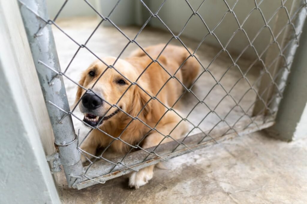 DNCD recibe moderna residencia canina k9 y unidades especializadas DNCD recibe moderna residencia canina k9 y unidades especializadas