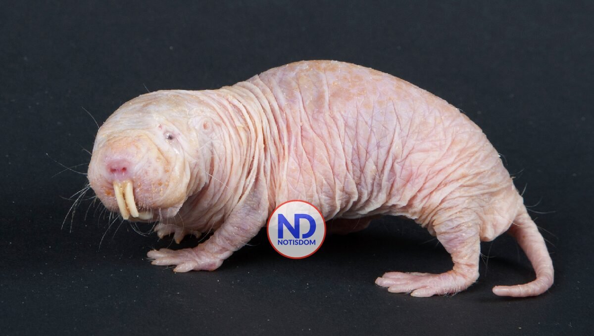 La rata topo desnuda: el extraño roedor casi inmune al cáncer que fascina a la ciencia
