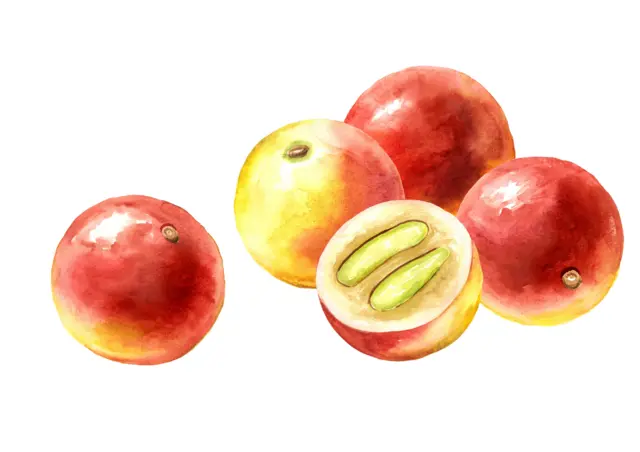 camu camu 7 frutas que contienen más vitamina C que las naranjas