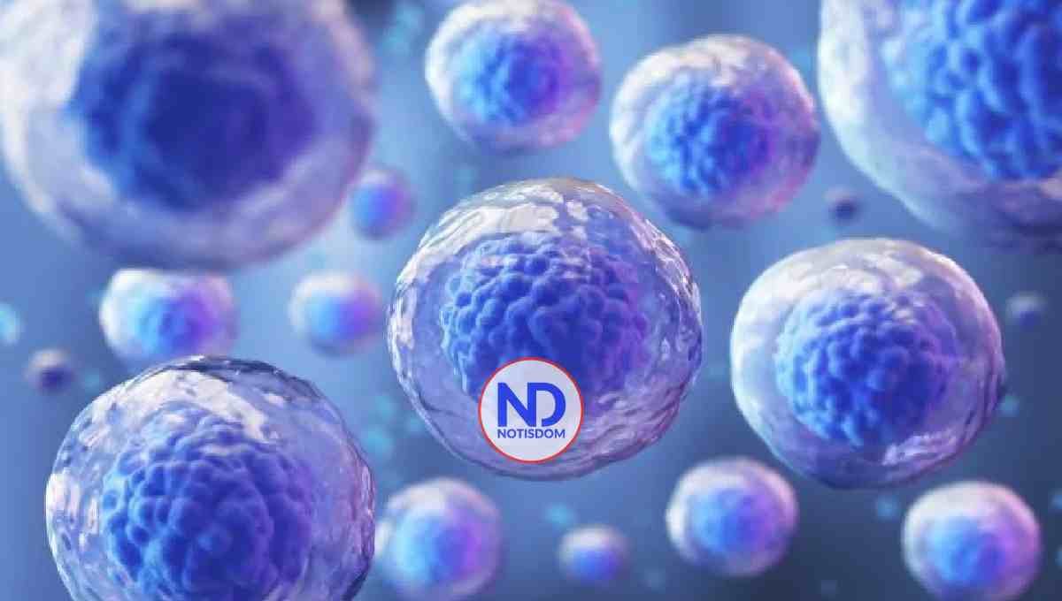 Estudio revela efectividad uso células madre en quimioterapia 2 Estudio revela efectividad uso células madre en quimioterapia