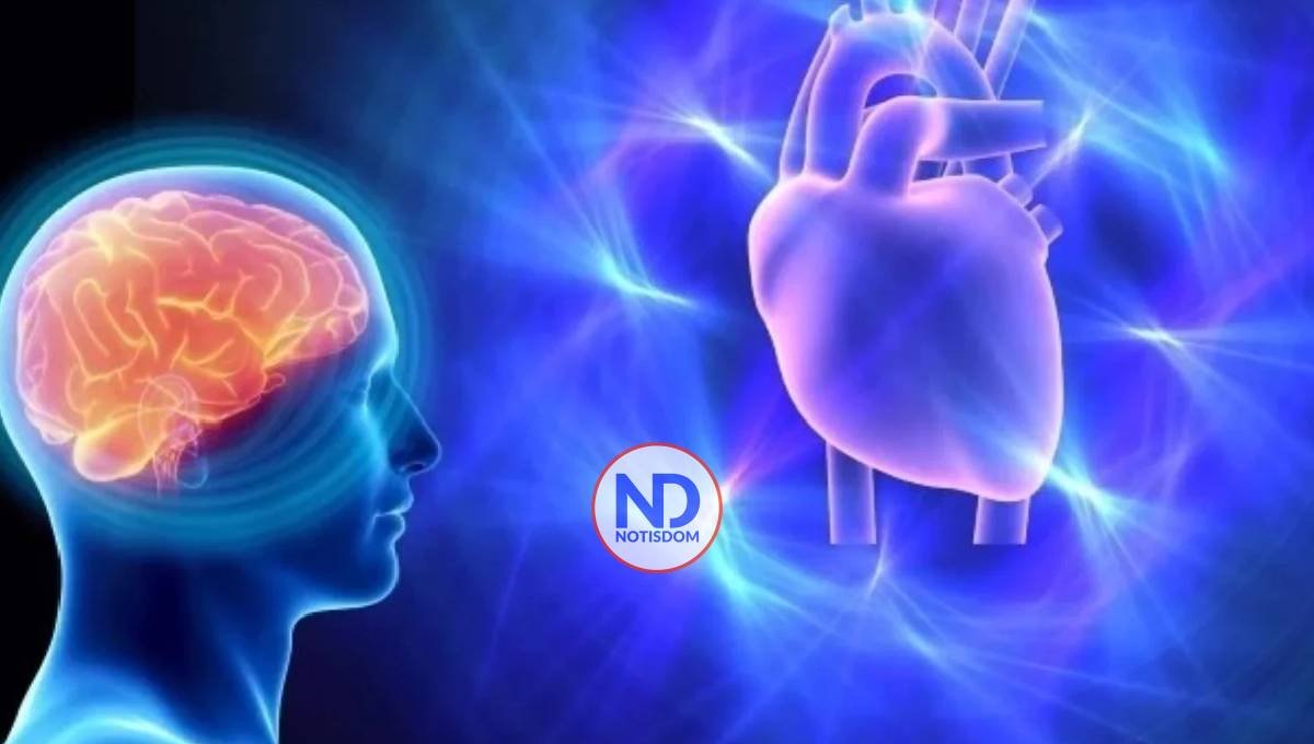 El vínculo entre el cerebro y el corazón impacta a la salud 2 El vínculo entre el cerebro y el corazón impacta a la salud