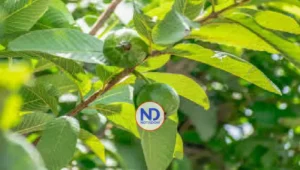 Hojas de guayaba: el secreto natural que fortalece la salud y el bienestar