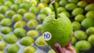 Castaña de masa, un producto de valor exportable en República Dominicana