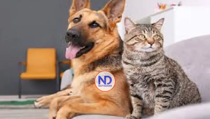 ¿Por qué los perros y gatos comen hierbas? 2 ¿Por qué los perros y gatos comen hierbas?