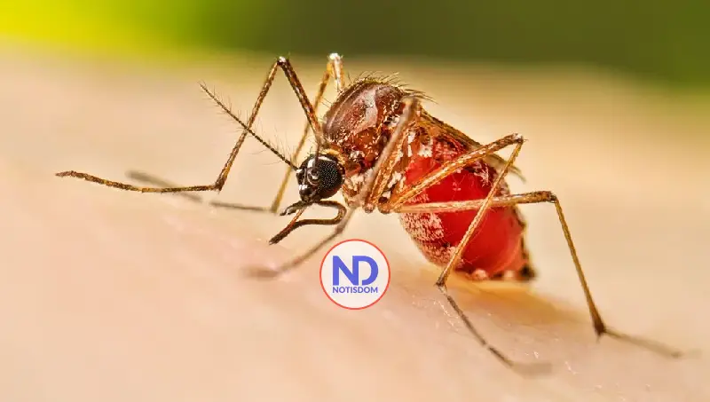 Detectan tres casos de chikungunya en República Dominicana