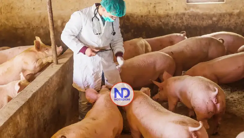 La FAO certifica en RD a 637 predios en bioseguridad porcina