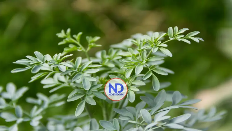 Ruda: la planta ancestral que vuelve a ganar protagonismo por sus poderosas propiedades medicinales