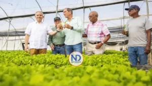 Producirán 15 mm de plantas de tabaco para zafra 2025-2026