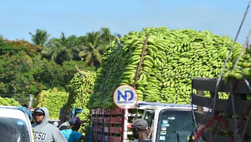 Sector agropecuario dominicano consolida su expansión en los mercados internacionales 2 Sector agropecuario dominicano consolida su expansión en los mercados internacionales