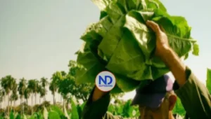 Producción de habanos en RD se ve afectada por sanción EEUU