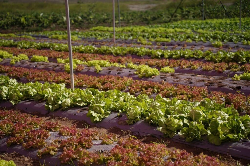 Superate inaugura proyecto Casa Sombra Monte Grande en Azua 1 Supérate inaugura proyecto Casa Sombra Monte Grande en Azua