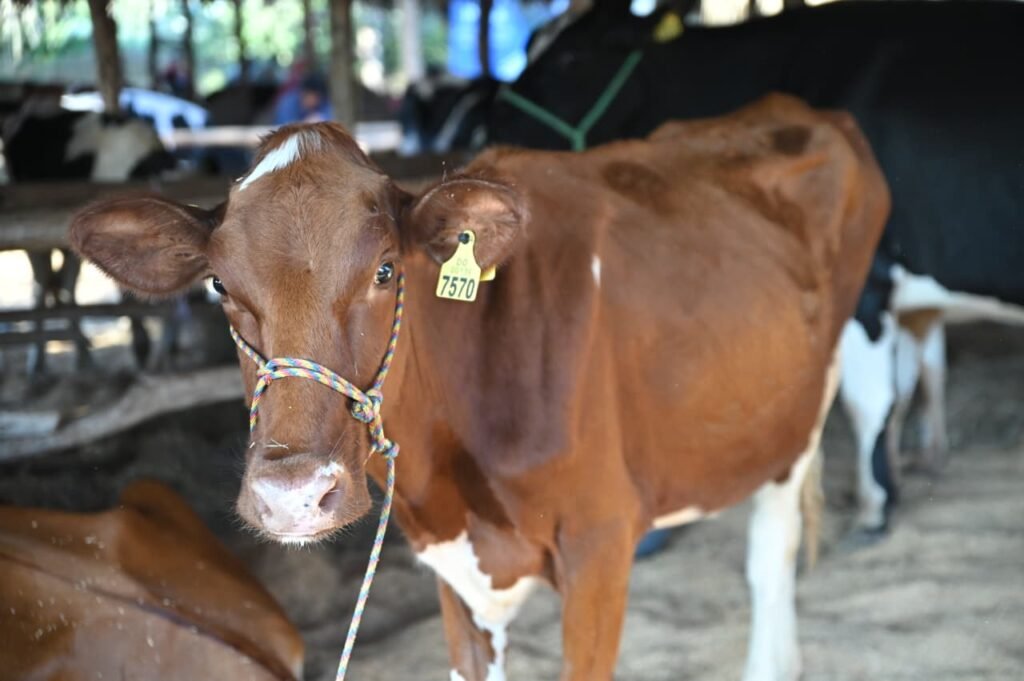 Oliverio Espaillat: «Región noroeste produce cerca del 50 % de la leche que consume RD» 3 Feria Expo Montana 2026 Oliverio Espaillat: «Región noroeste produce cerca del 50 % de la leche que consume RD»
