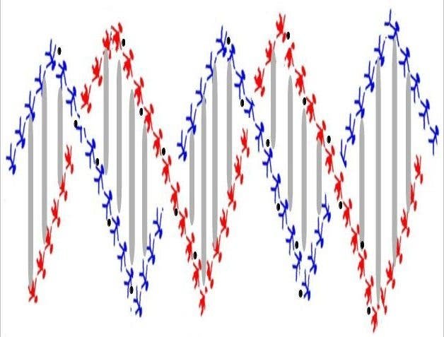 Molecula del ADN representada por figuras ¿Funcionan los tests genéticos para bajar de peso? La motivación supera a los genes