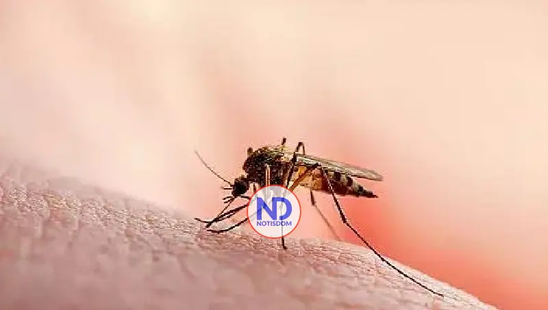 Cuba enfrenta más de 50.000 casos de chikunguña