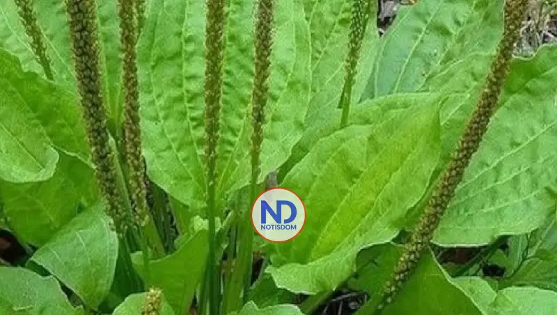 Llantén: propiedades, beneficios y advertencias sobre su uso medicinal 2 Llantén: propiedades, beneficios y advertencias sobre su uso medicinal