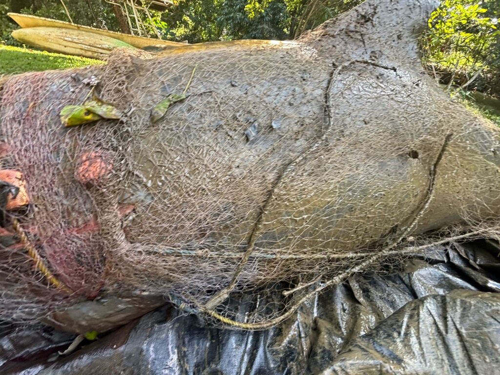 DELFIN 1 Hallan delfín muerto a consecuencia de la pesca indiscriminada en zona de Los Haitises