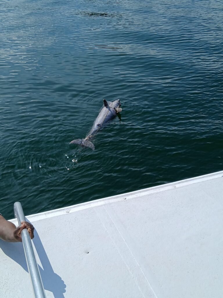 DELFIN Hallan delfín muerto a consecuencia de la pesca indiscriminada en zona de Los Haitises